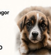 Puppy fundraising