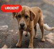 Injured Street Dog