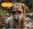 Injured Puppy