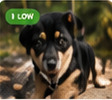 Stray Dog