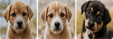 Rescued puppies update